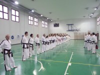 MMP1